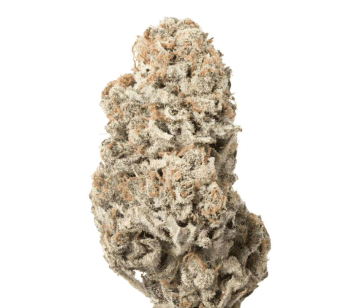 Remexian 21/1 BPU BRB - Big Red Beard Remexian 21/1 BPU BRB - Big Red Beard