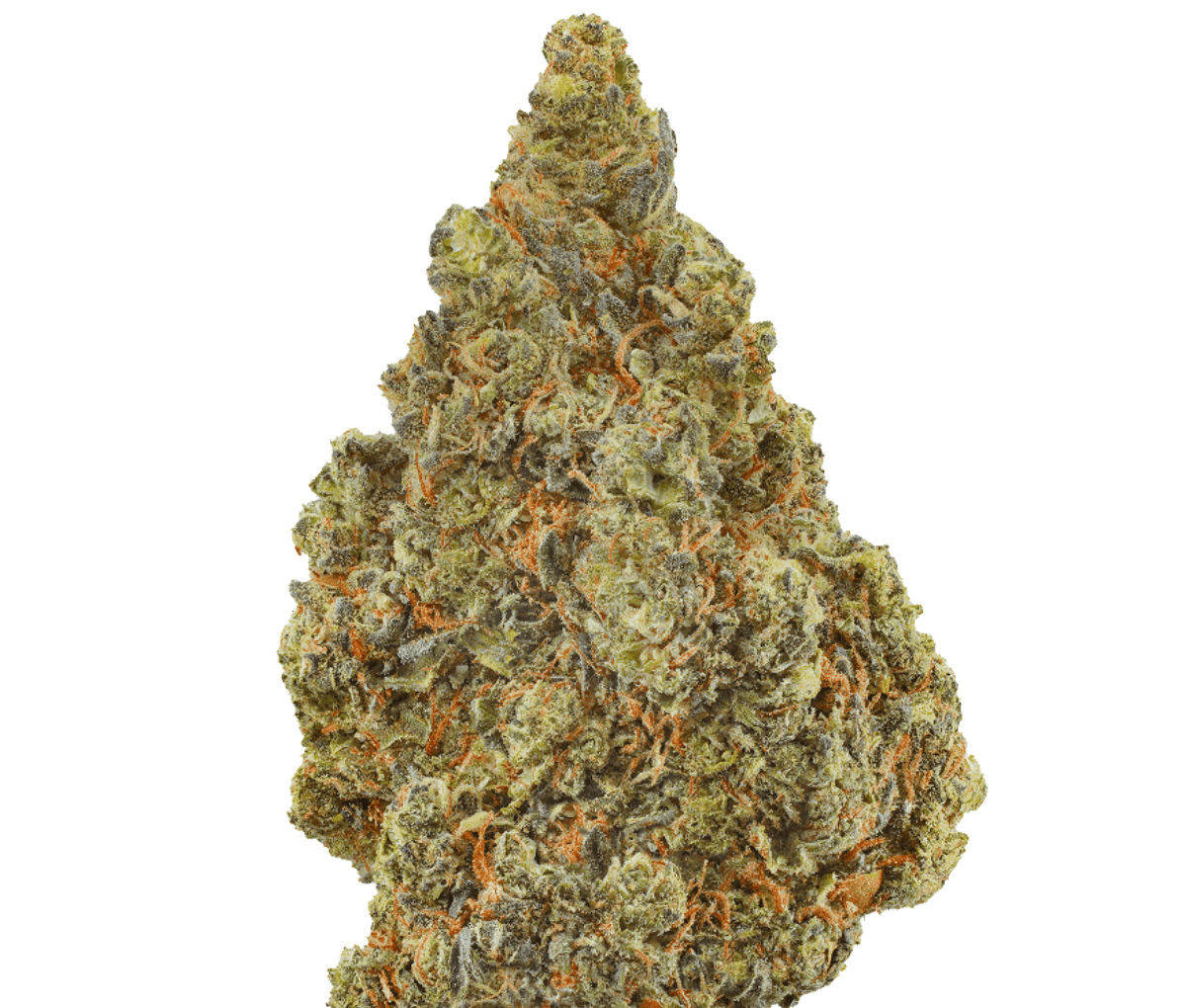 Tilray Craft THC 28 AMH - Amnesia Haze Tilray Craft THC 28 AMH - Amnesia Haze