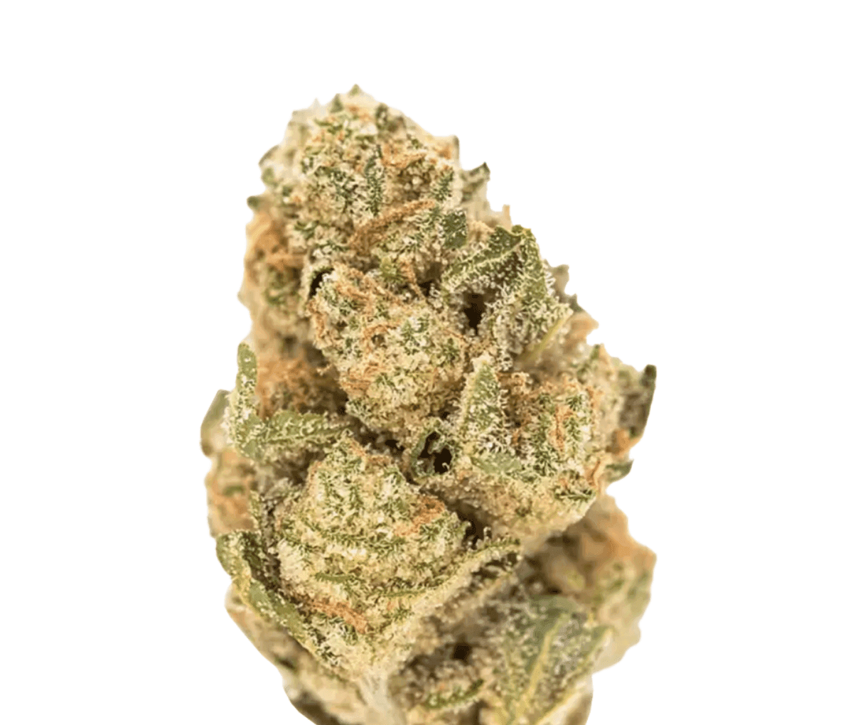 MC Regular Drop GMO X JET FUEL GELATO